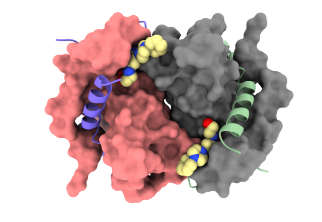 This image represents the structure of DCTPP1. The surfaces of two subunits are shown in gray and salmon, and the mainchain of two others as blue and green ribbons bound to a small molecule inhibitor (yellow/red/blue spheres). 