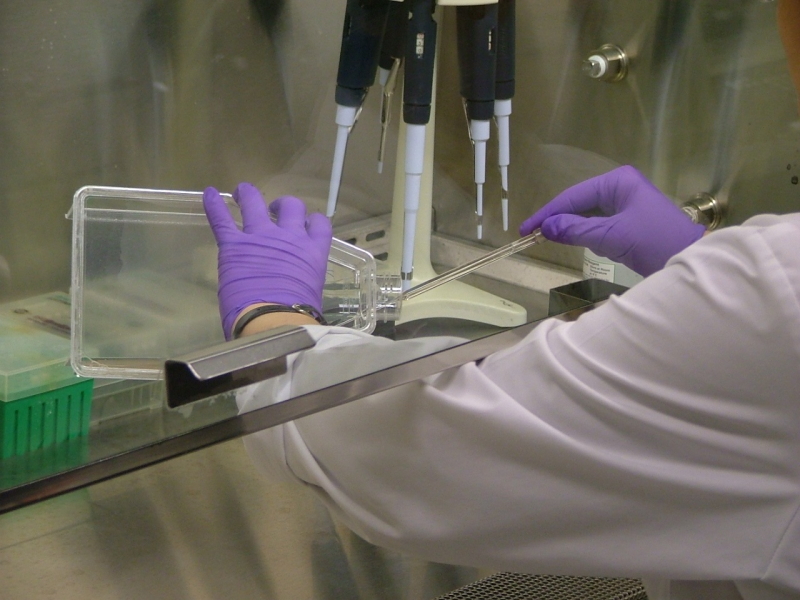 Gloved hands working in a lab