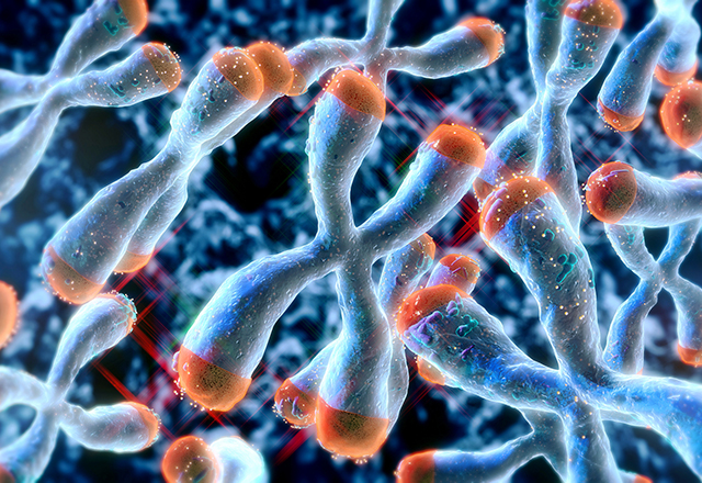 3D medical illustration of blue X-shaped chromosomes with glowing orange caps at the ends, representing telomeres.