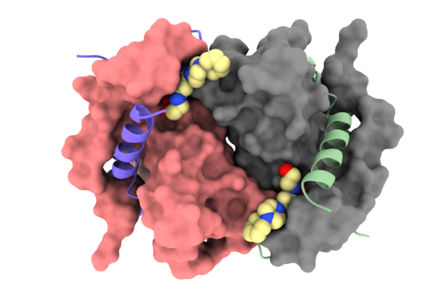 This image represents the structure of DCTPP1. The surfaces of two subunits are shown in gray and salmon, and the mainchain of two others as blue and green ribbons bound to a small molecule inhibitor (yellow/red/blue spheres).