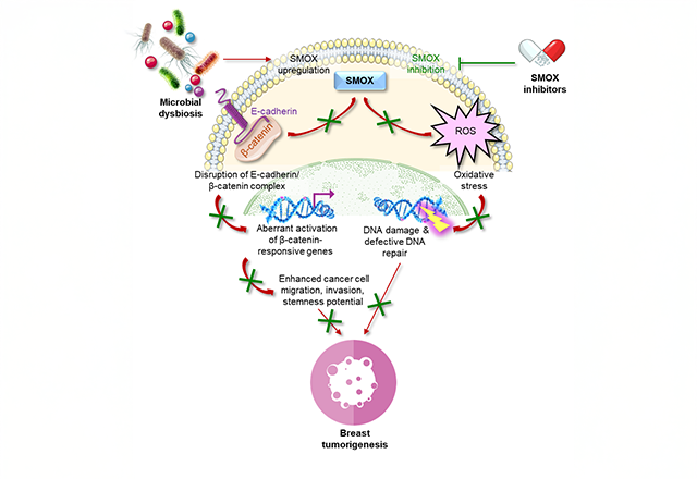 SMOX is a key node for breast oncogenesis mediated by multiple pathogenic microbes and pharmacological inhibition of SMOX can serve as an intervention strategy for breast cancer patients harboring microbial dysbiosis