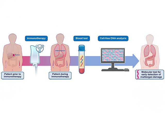 A blood test may help clinicians identify adverse events related to immunotherapy drugs. Credit: Elizabeth Cook