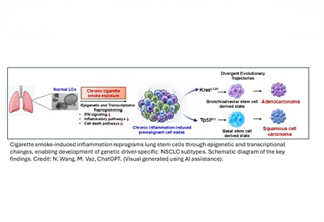 Cigarette smoke-induced inflammation reprograms lung stem cells through epigenetic and transcriptional changes, enabling development of genetic driver-specific NSCLC subtypes. Schematic diagram of the key findings. Credit: N. Wang, M. Vaz, ChatGPT