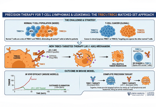 Infographic on precision therapy for T-cell lymphomas and leukemias, explaining TRBC1/TRBC2 targeting. Shows mechanisms, outcomes, and mouse model data.