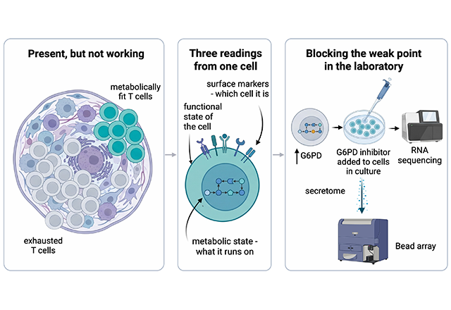 Immune cells reach head and neck tumors, but many stop working once they arrive (left). Researchers read three things from each cell—which cell it is, its functional state, and the metabolism it uses (center). In laboratory cultures of tumor-infiltrating T cells from untreated patients, researchers blocked the metabolic enzyme G6PD alongside checkpoint inhibitor treatment and studied the effects in the most exhausted cells (right). No patient received the G6PD inhibitor Credit: Alphonse Laboratory, Johns Hopkins University School of Medicine. Created with BioRender