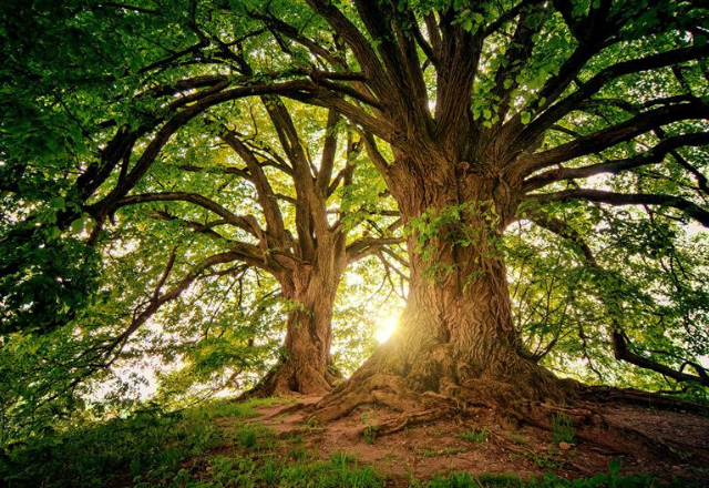 photo for education and survivorship