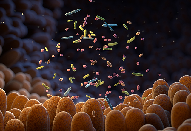 stock image of gut microbiome