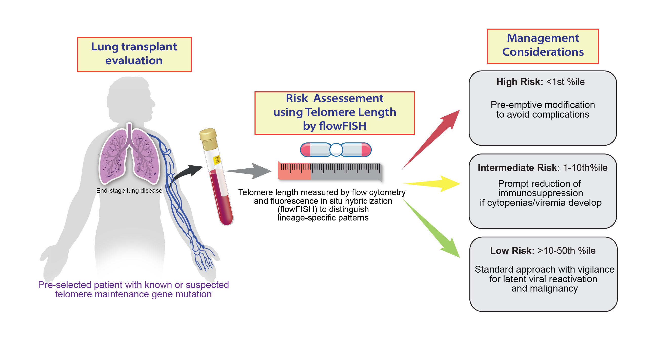 Risk-stratified approach to lung transplantation in patients with lung disease and short telomere syndromes. The algorithm uses telomere length, as measured by flow cytometry and fluorescence in situ hybridization (flowFISH), to guide an individualized treatment approach. CMV stands for cytomegalovirus infection. Infographic from: Shah and Armanios European Respiratory Journal 2025.