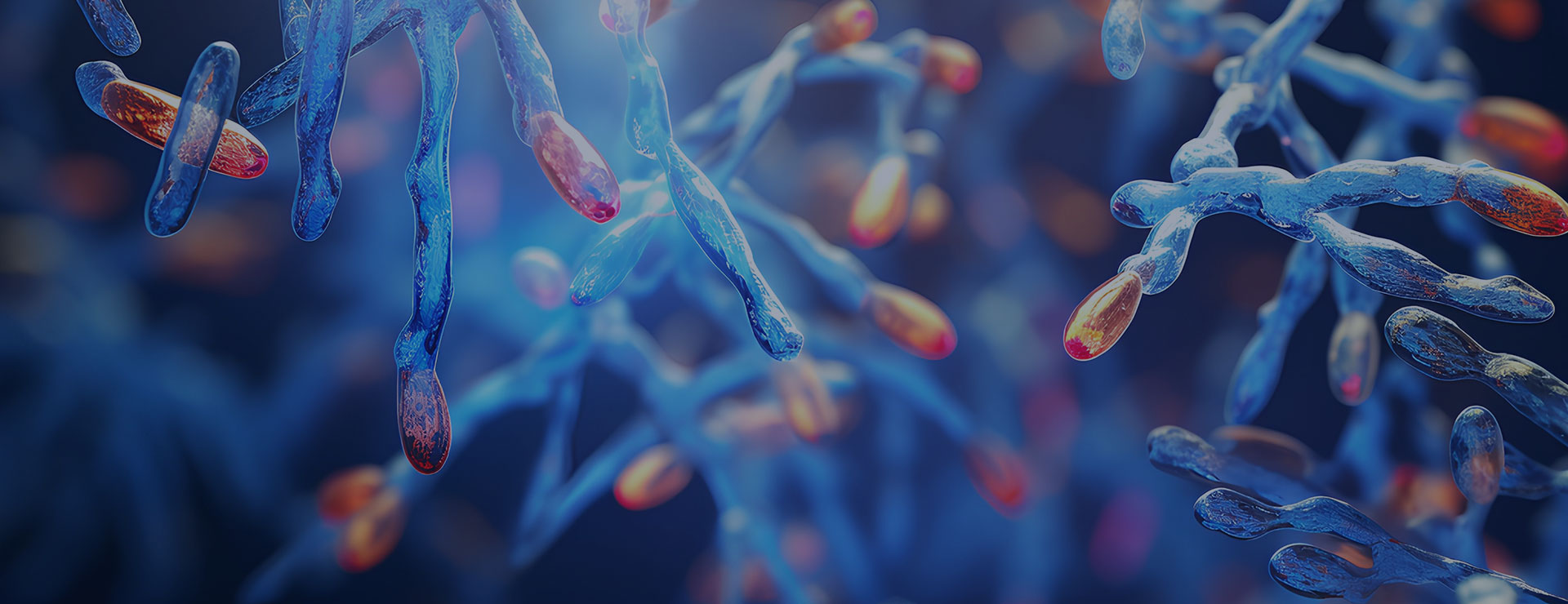 colorful microscopic image of long and short telomeres