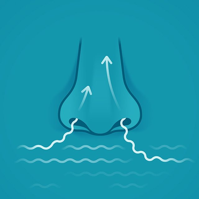 Illustrated nose inhaling and exhaling