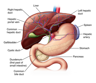 Anatomy of the liver and biliary system with blood vessels