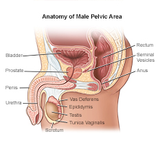 anatomy of male pelvic area