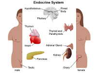 Anatomy of  the endocrine system in males and females