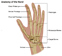 Anatomy Of The Hand Johns Hopkins Medicine