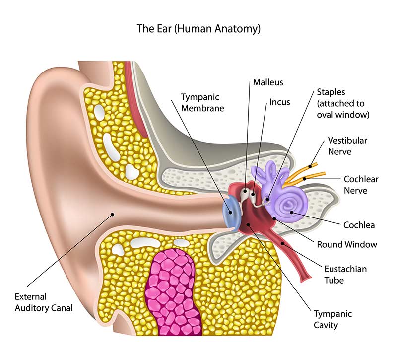 Cochlear Implant Surgery | Johns Hopkins Medicine