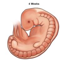 Ilustración de un embrión humano a las 4 semanas.