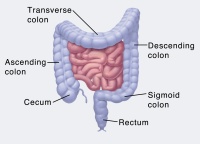 Illustration of intestinal tract, including colon