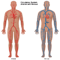 Illustration of the circulatory system, arterial and venous