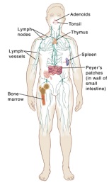 Illustration af immunsystemet