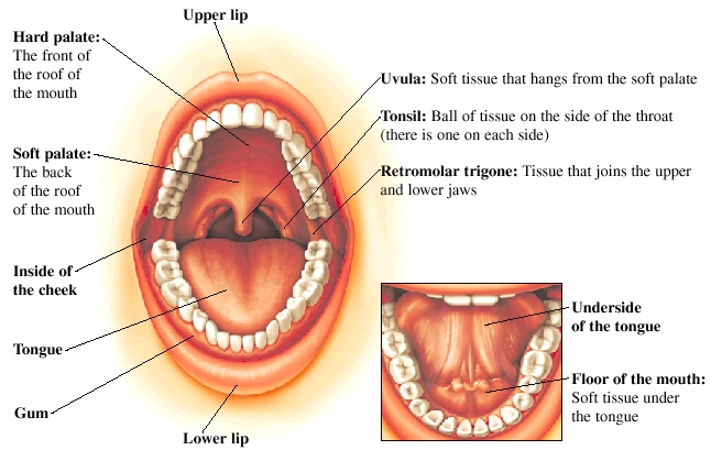 Oral Cancer Johns Hopkins Medicine