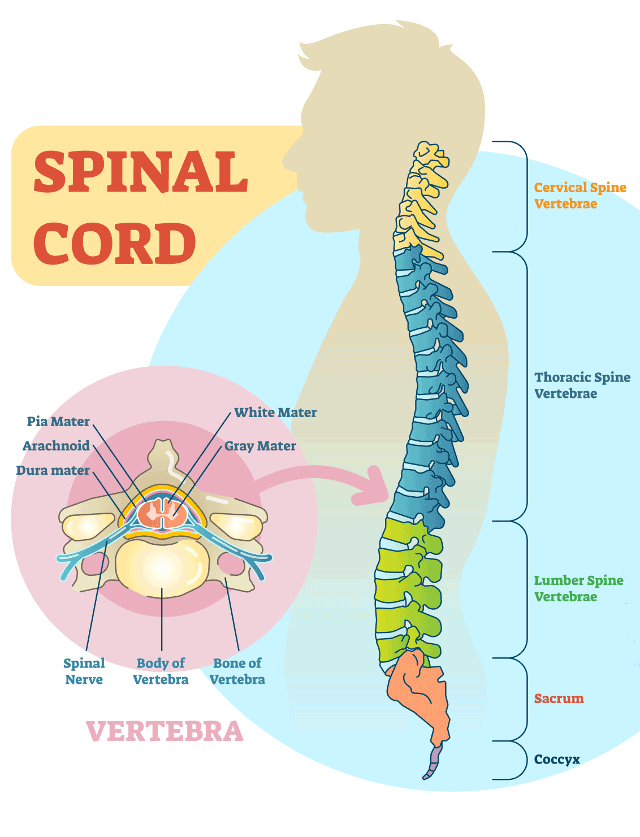 Spine Organ Chart