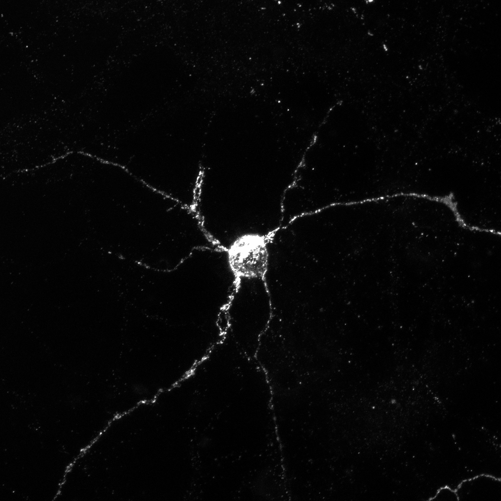 Neurons express Aplp1