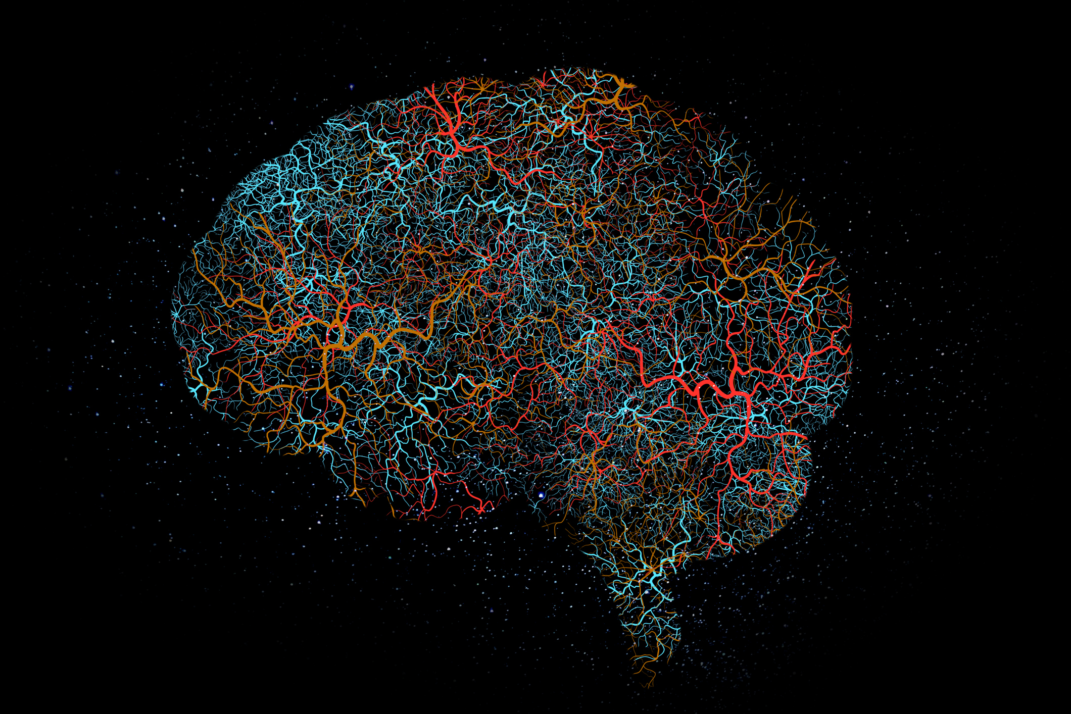 brain outline
