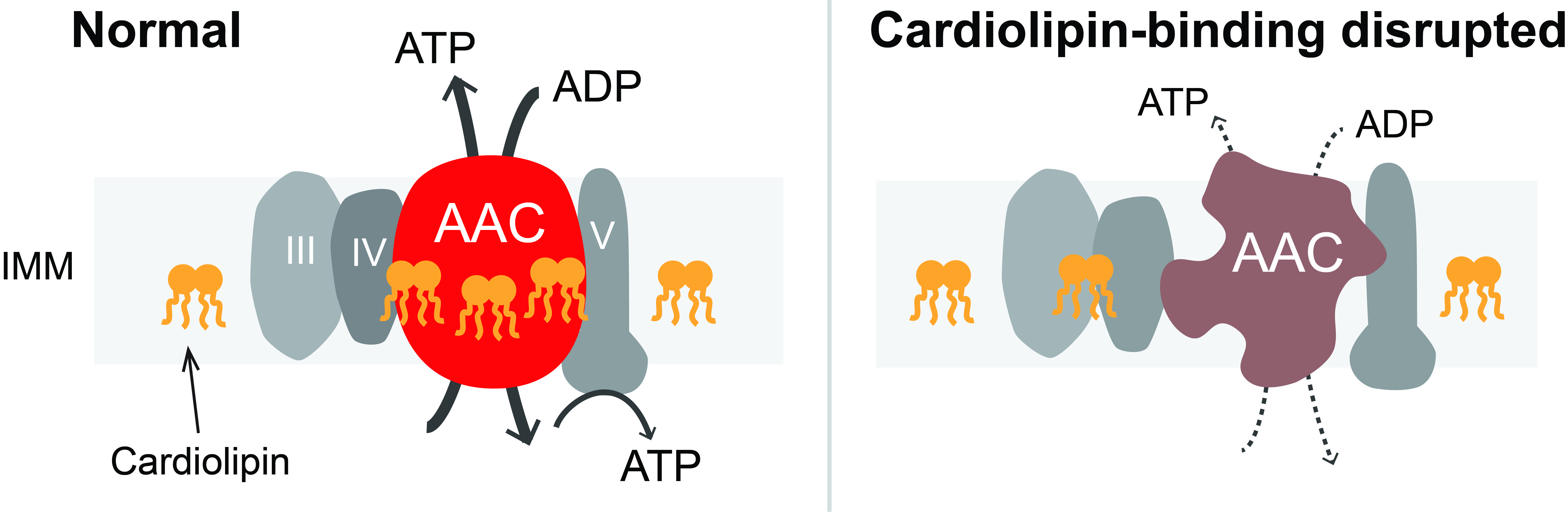 cardiolipin