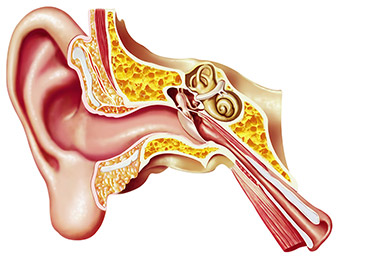Model of the human ear.