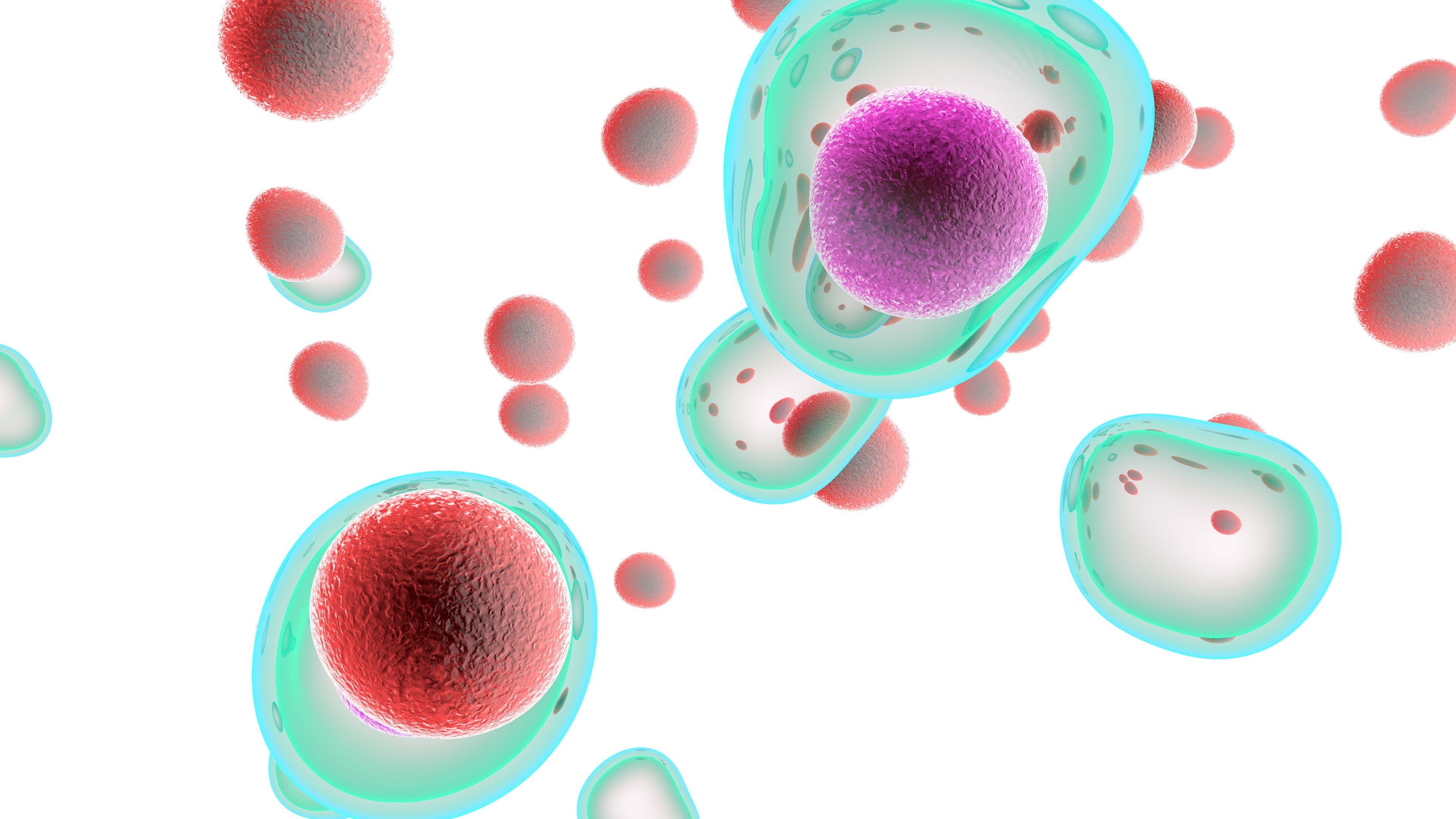 T Cells