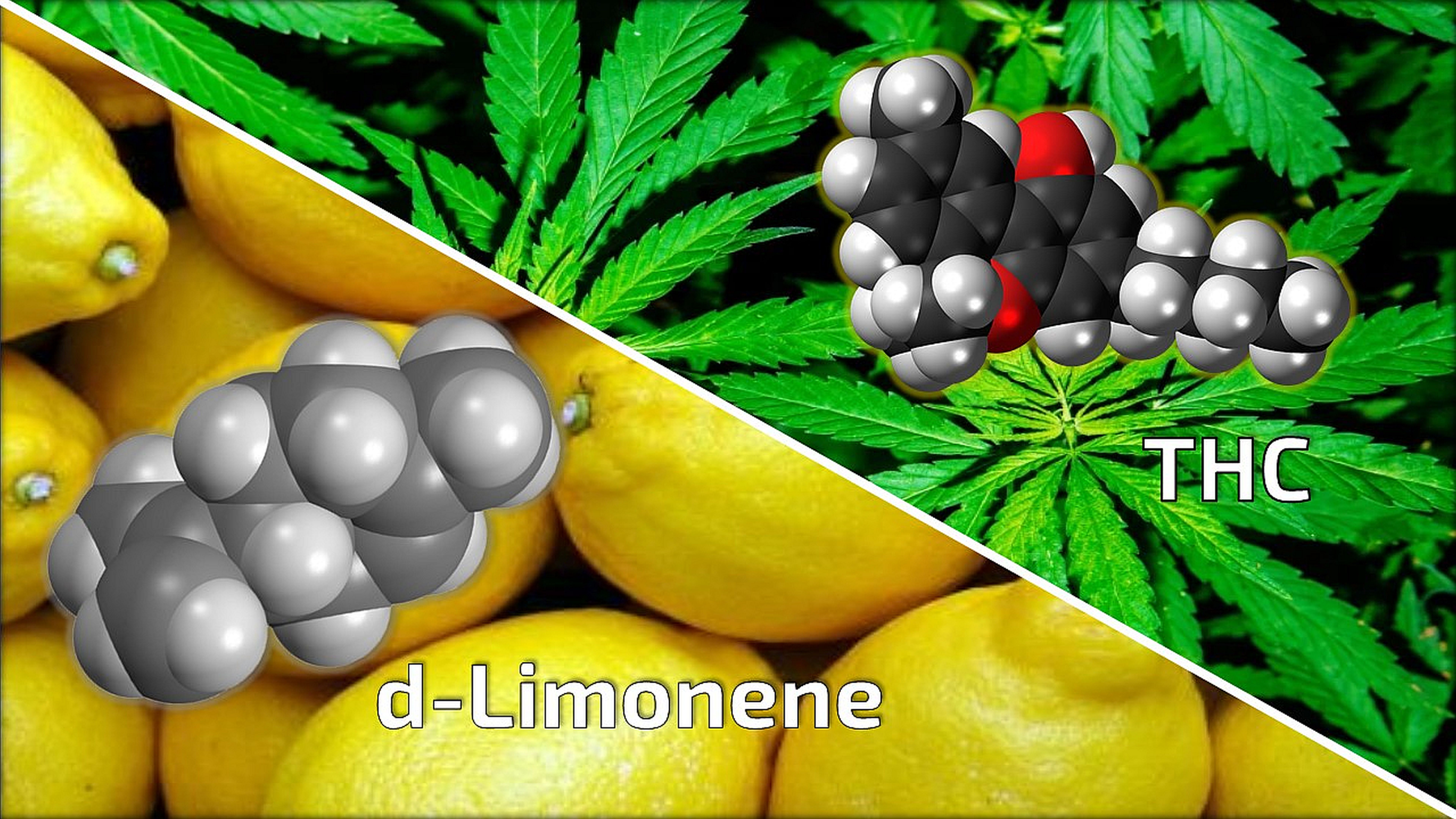 Cannabis
