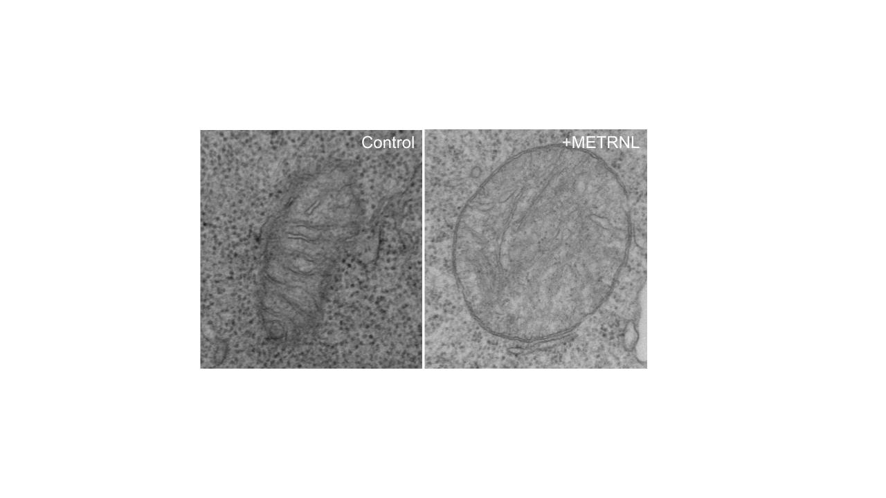 Cancer