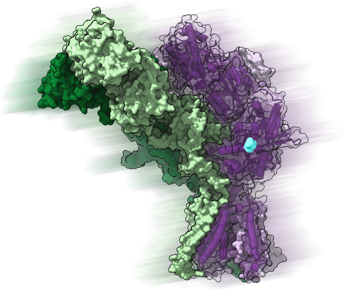 Delta-type ionotropic glutamate receptors, or GluDs, are made of four GluD protein subunits that make a single receptor. The blue is D-serine, which is the neurotransmitter that activates the receptor