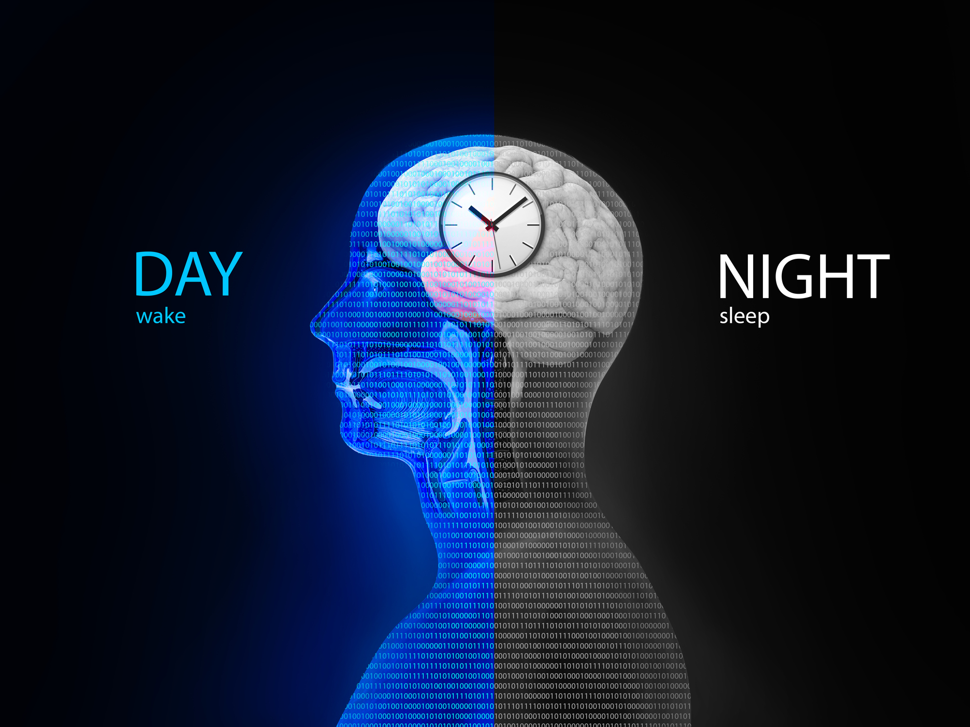Brain