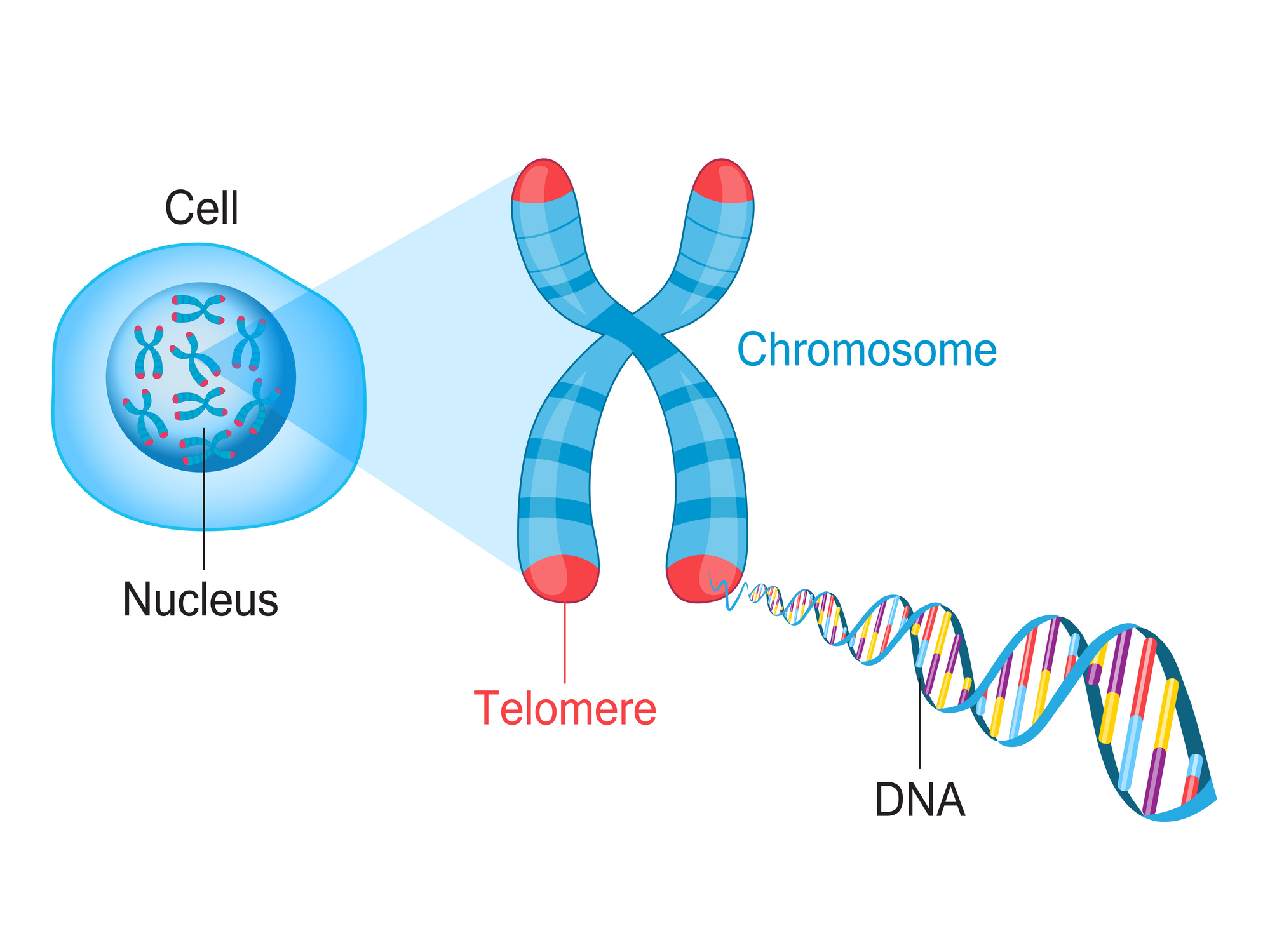 Chromosome