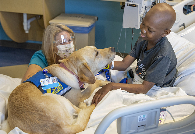 Brea, the hospital's new facility dog, provides patients with comfort and support while they are in the hospital.