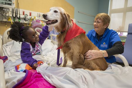 A hospital service dog visiting a patient in their room.