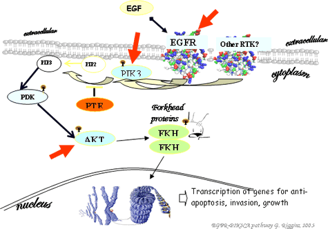 Transcription of genes for anti-apoptosis, invasion, growth