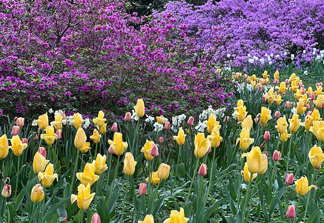 A vibrant garden scene with yellow and pink tulips in the foreground, set against lush green leaves. Purple rhododendrons bloom in the background, creating a serene, colorful contrast.