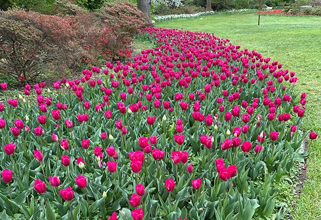 A vibrant field of blooming red tulips stretches across a garden beside lush green grass. The scene conveys a serene and colorful spring setting.