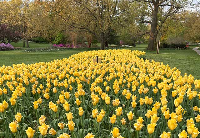 A vast bed of vibrant yellow tulips blooms in a park under large trees with fresh green leaves. The scene conveys a cheerful and serene spring atmosphere.