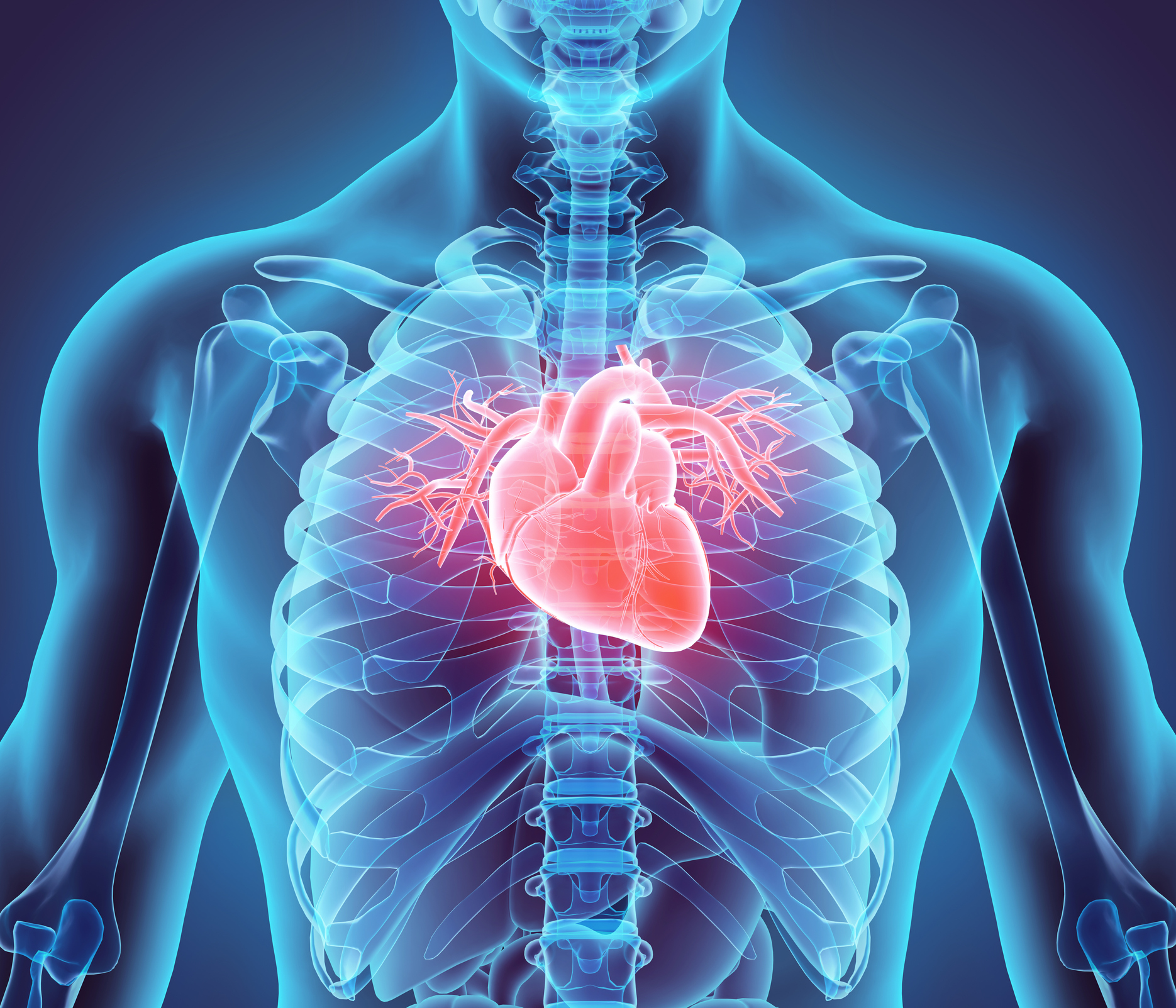 3D medical illustration of human heart anatomy
