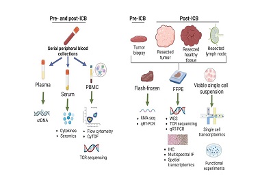 Review Article: Immune Checkpoint Blockade Prior to Surgery Promising ...