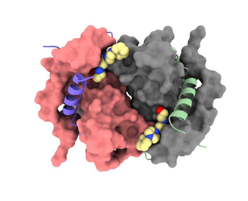 structure of DCTPP1