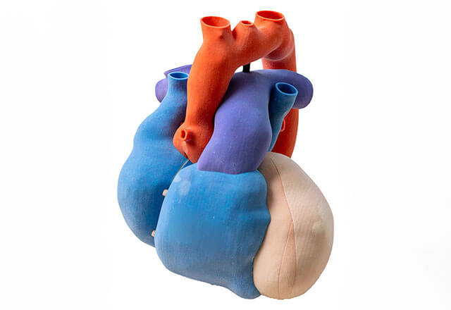 model of a heart