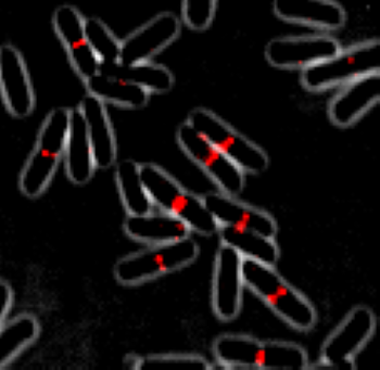 Cells