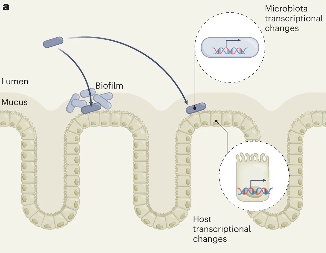 Microbiota