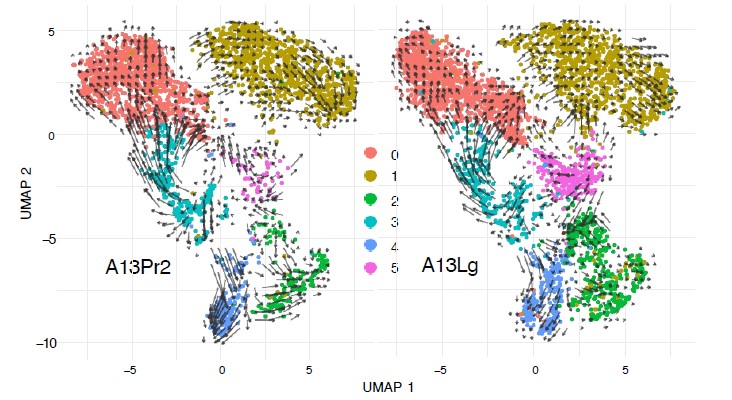 lab-grown human pancreatic cancer cells 