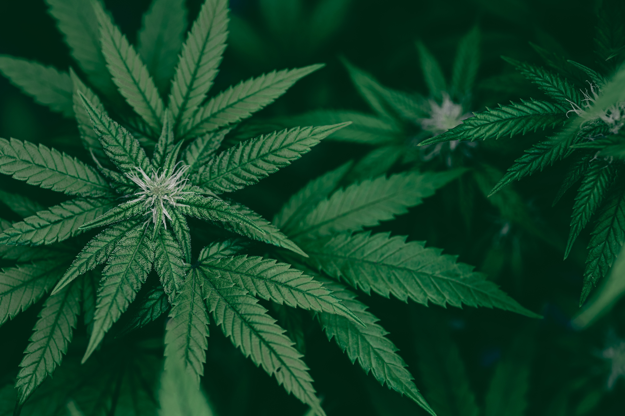Marijuana