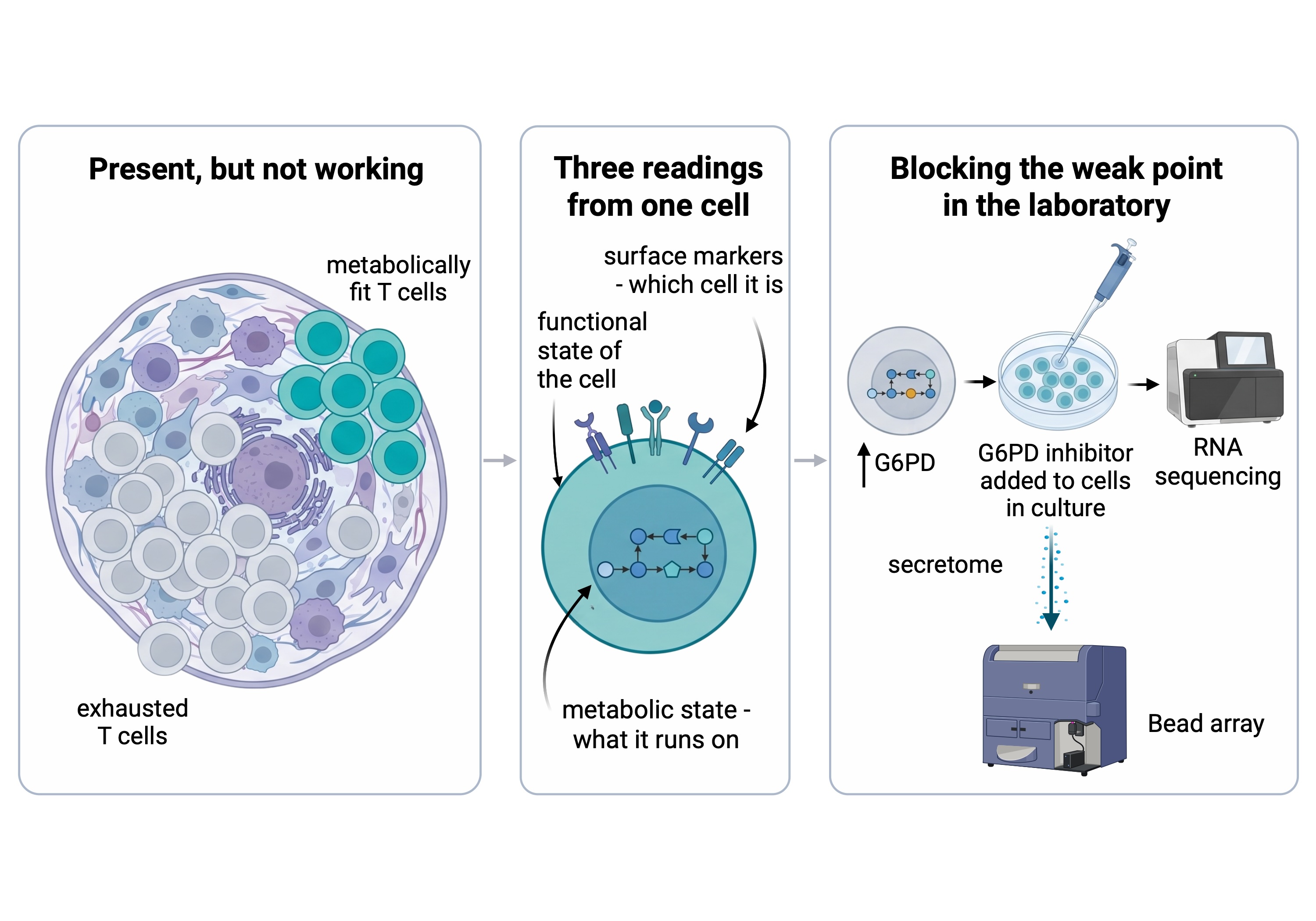 figure of weakened cancer cells  